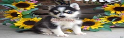 Pomsky dogs for sale: Paxton - Ad 7