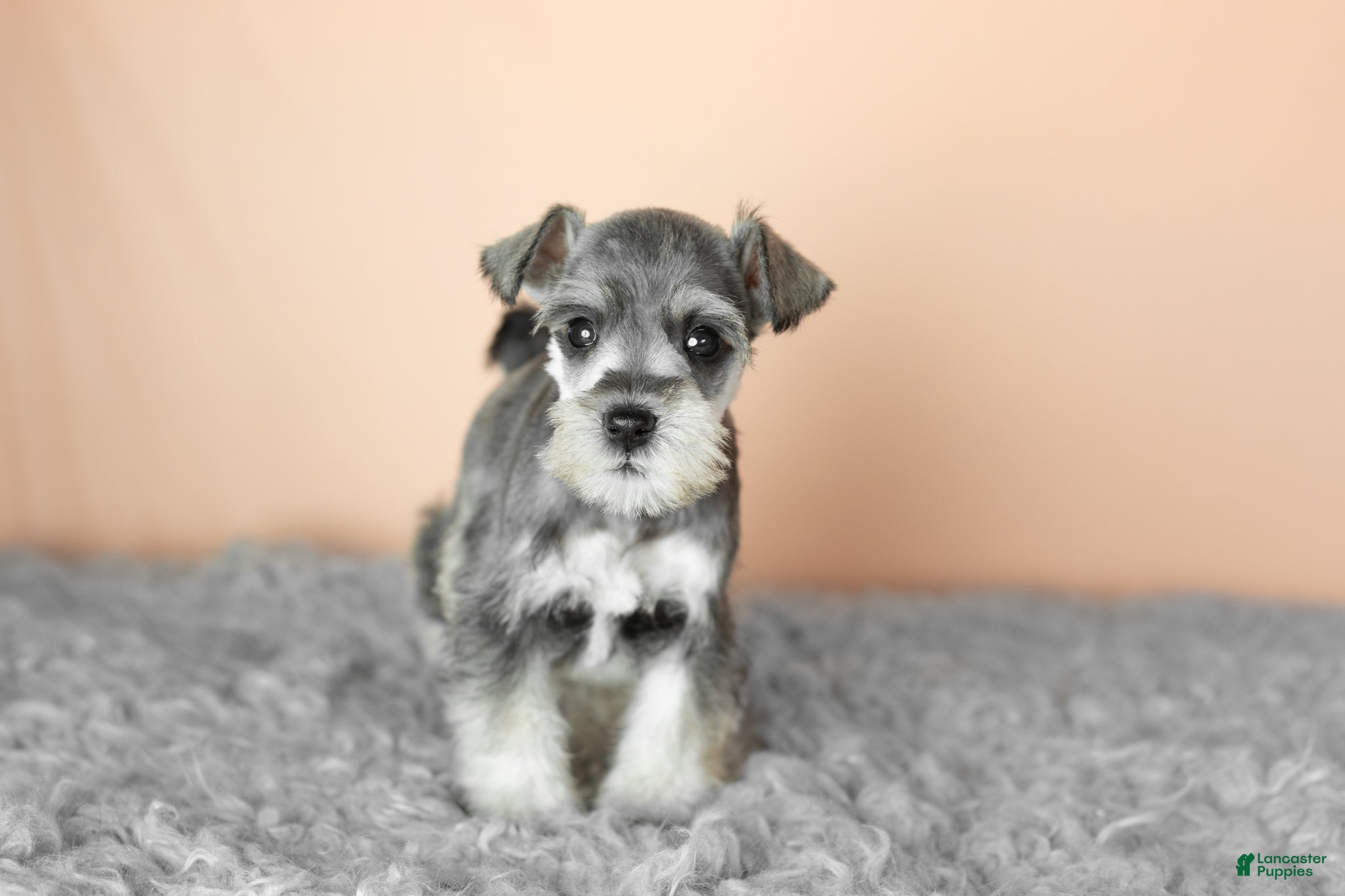 Miniature Schnauzer dogs Scout  - Ad 22