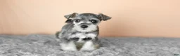 Miniature Schnauzer dogs for sale: Scout  - Ad 1
