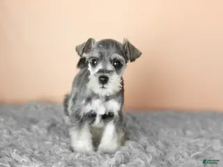 Miniature Schnauzer dogs Scout - Ad 12
