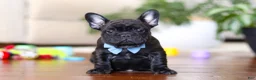 French Bulldog dogs for sale: Timmy  - Ad 5