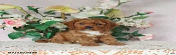 Cavapoo dogs for sale: Lennon - Ad 4