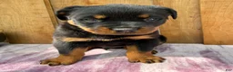 Rottweiler dogs for sale: Fritz - Ad 1