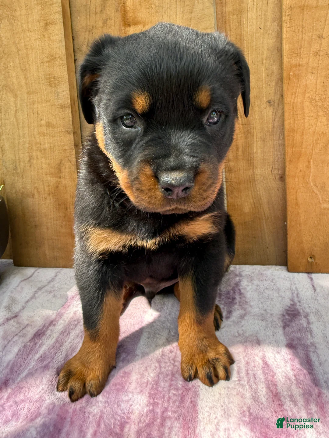 Rottweiler dogs for sale: Fritz - Ad 1
