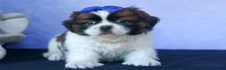 Shih Tzu dogs for sale: REX - Ad 11