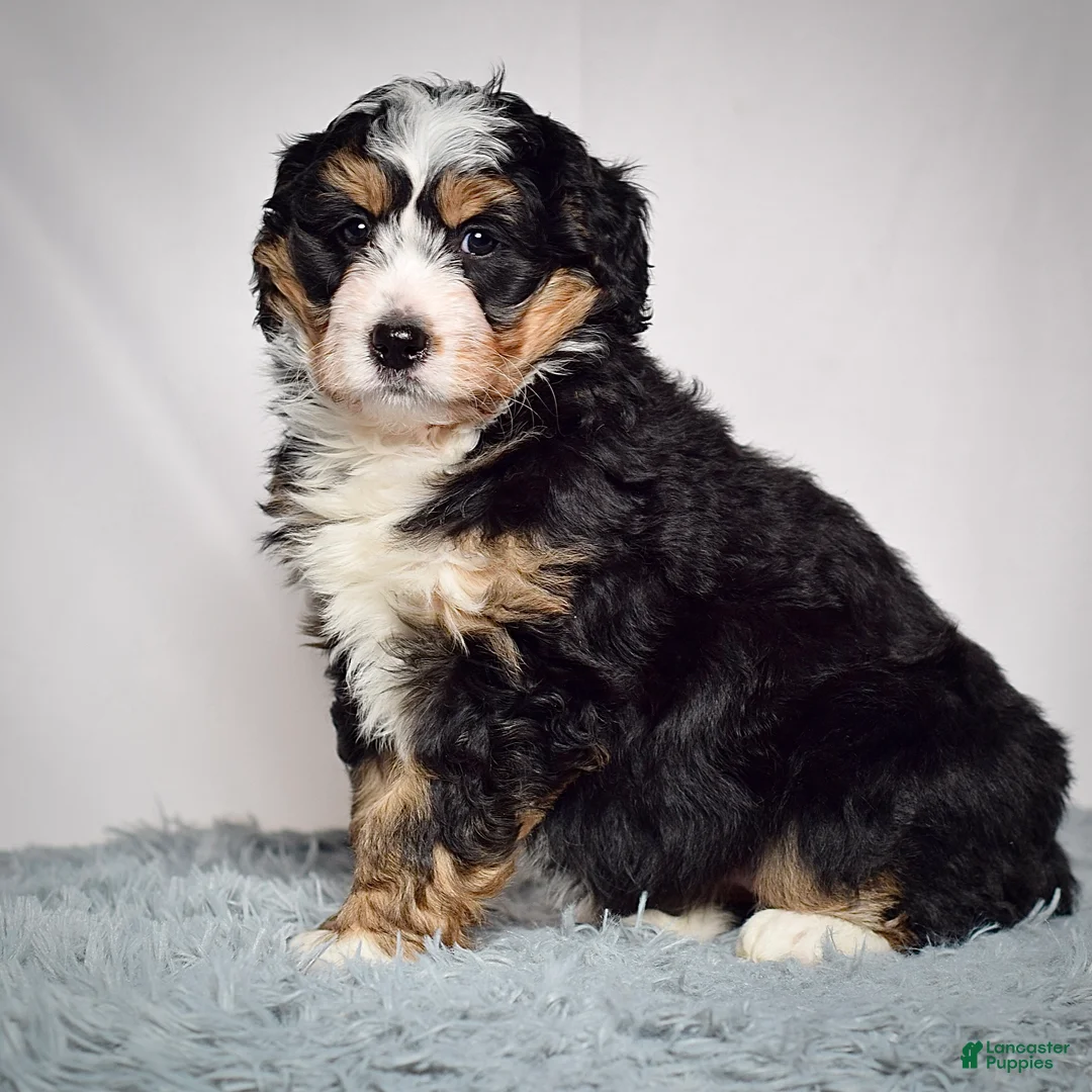 Mini Bernedoodle dogs for sale: Mini Bernedoodle Puppy 3 - Ad 1