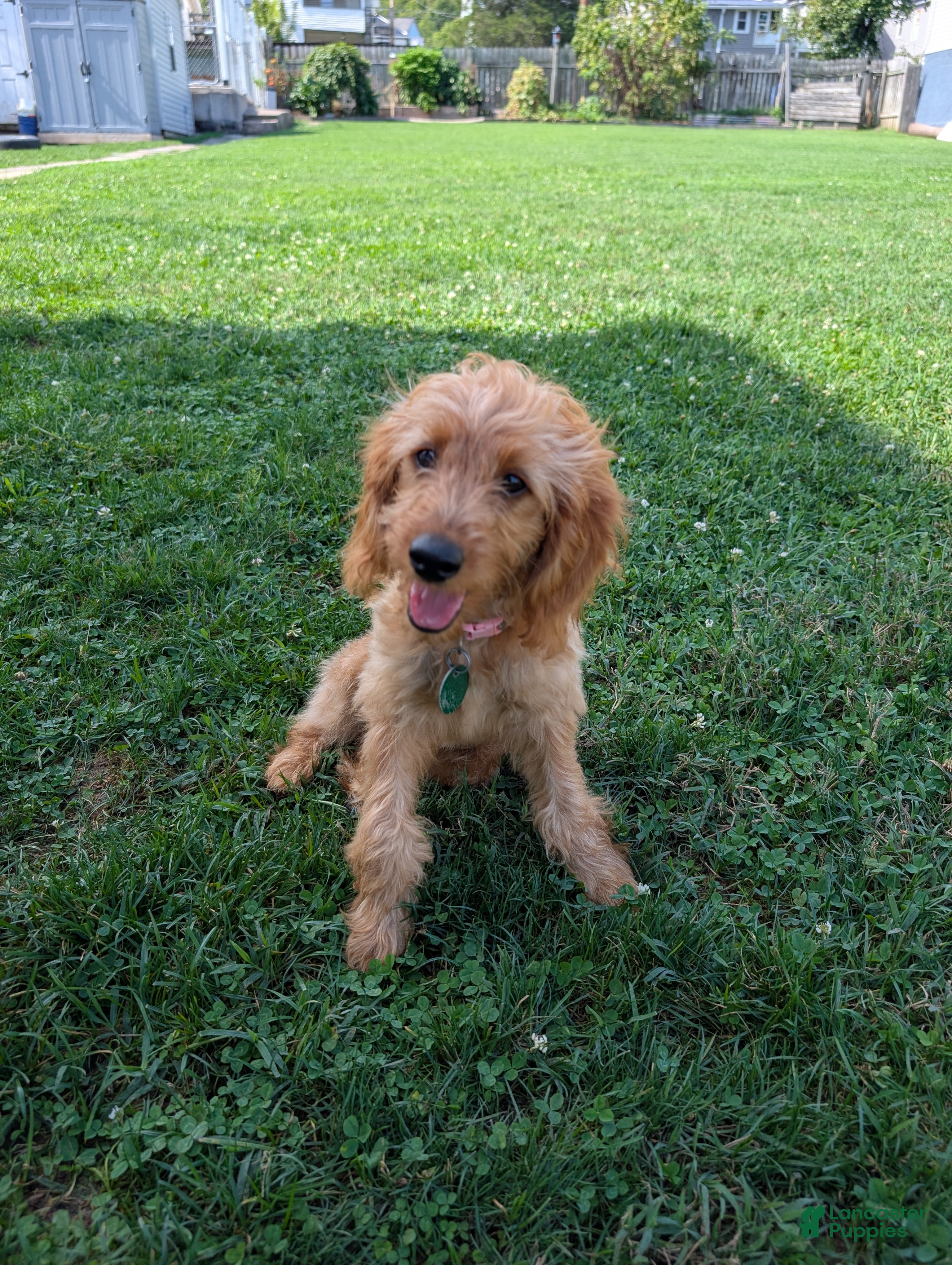 Irish Doodle dogs Irish Doodle 1 - Ad 1