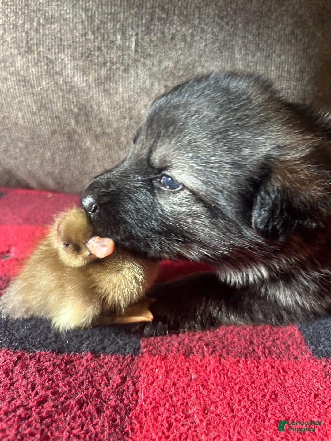 Gallery Image {{count}}