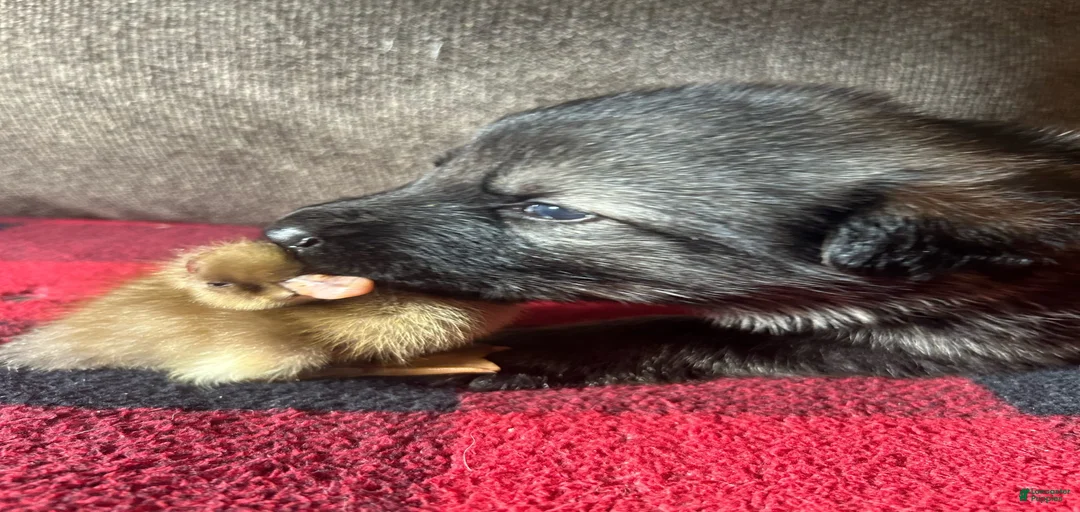 Gallery Image {{count}}