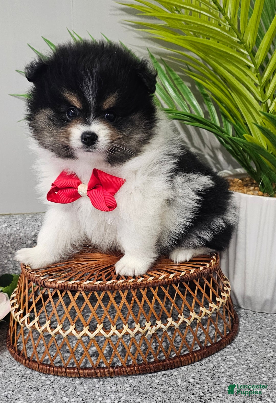 Pomeranian dogs for sale: Riggs - Ad 6