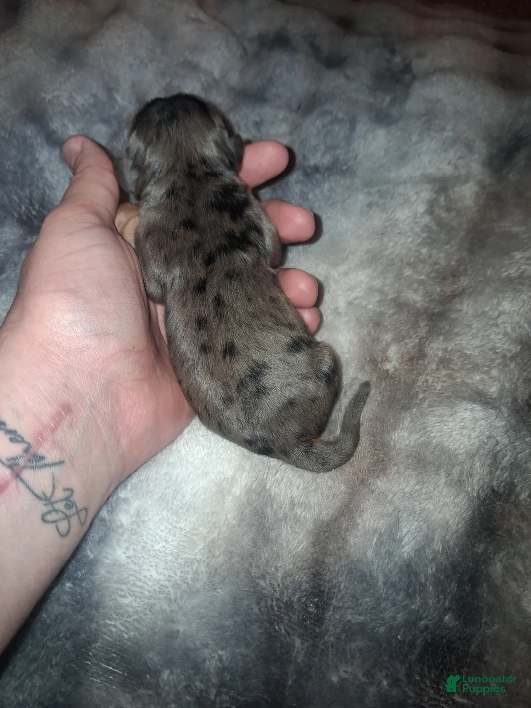 Cavalier King Charles Spaniel dogs for sale: Stefan - Ad 2