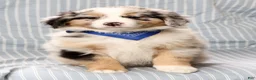 Australian Shepherd dogs for sale: River - Ad 6