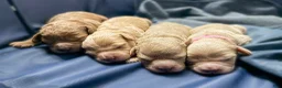 Mini Goldendoodle dogs for sale: Precious  - Ad 11