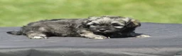 Havanese dogs for sale: Mindy - Ad 2