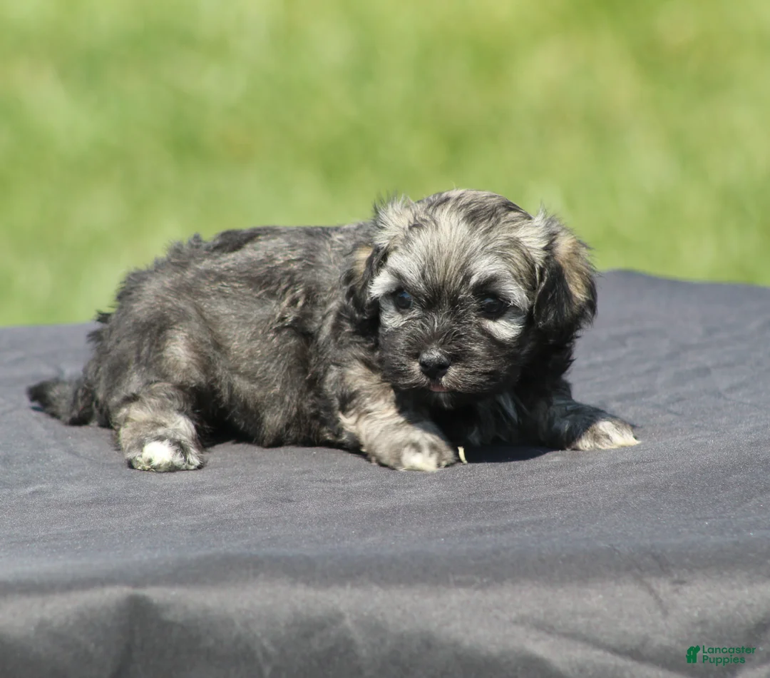 Havanese dogs for sale: Mindy - Ad 2
