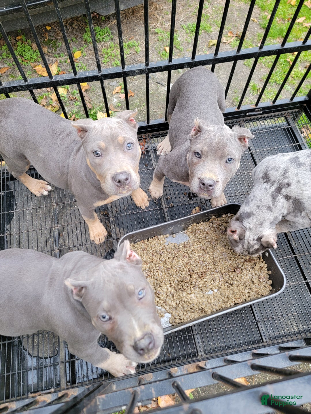 American Bully dogs for sale: American Bully Puppy 1 - Ad 13