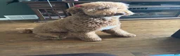 Goldendoodle dogs for sale: Goldendoodle 3 - Ad 2