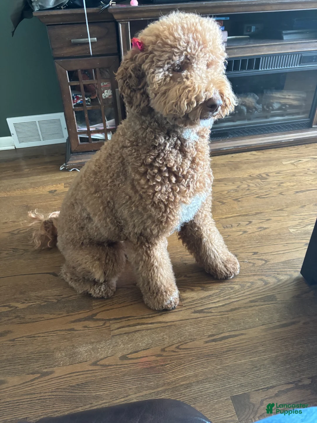 Goldendoodle dogs for sale: Goldendoodle 3 - Ad 2
