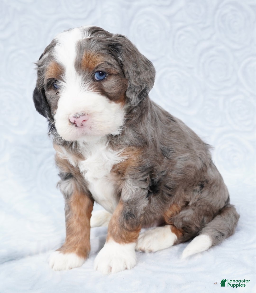 Mini Bernedoodle dogs for sale: Mini Jax - Ad 2