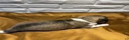 Akita dogs for sale: Astro - Ad 12