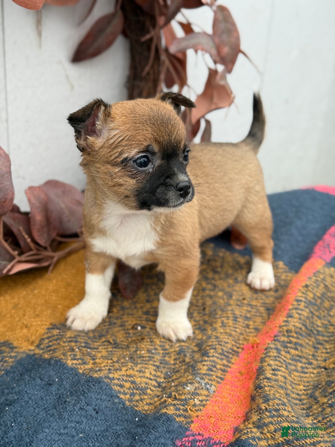 Chihuahua dogs for sale: Bandit - Ad 11