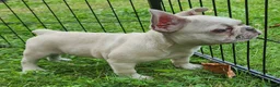 French Bulldog dogs for sale: Mello - Ad 8