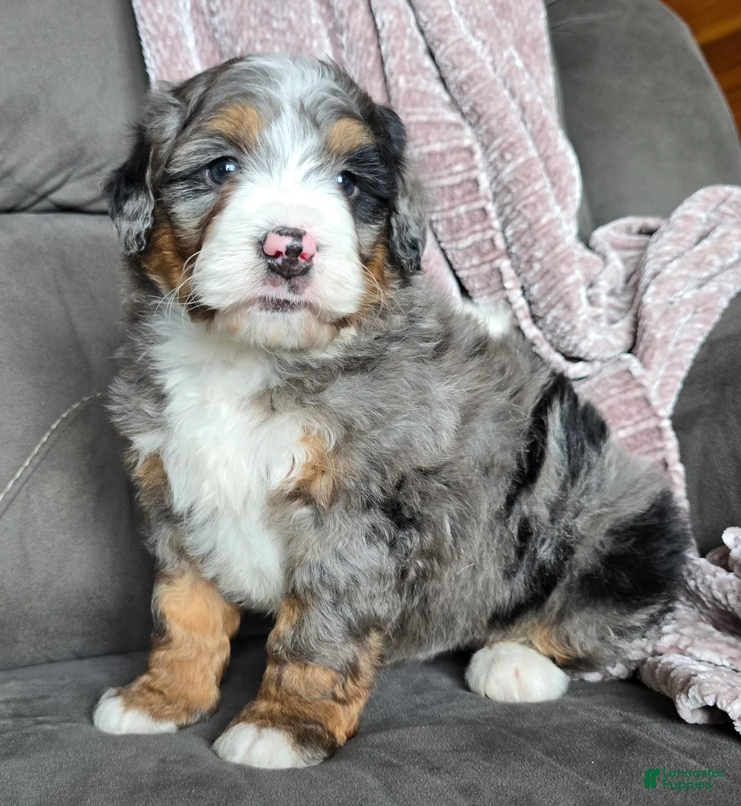 Mini Bernedoodle dogs for sale: Mini Chief - Ad 11