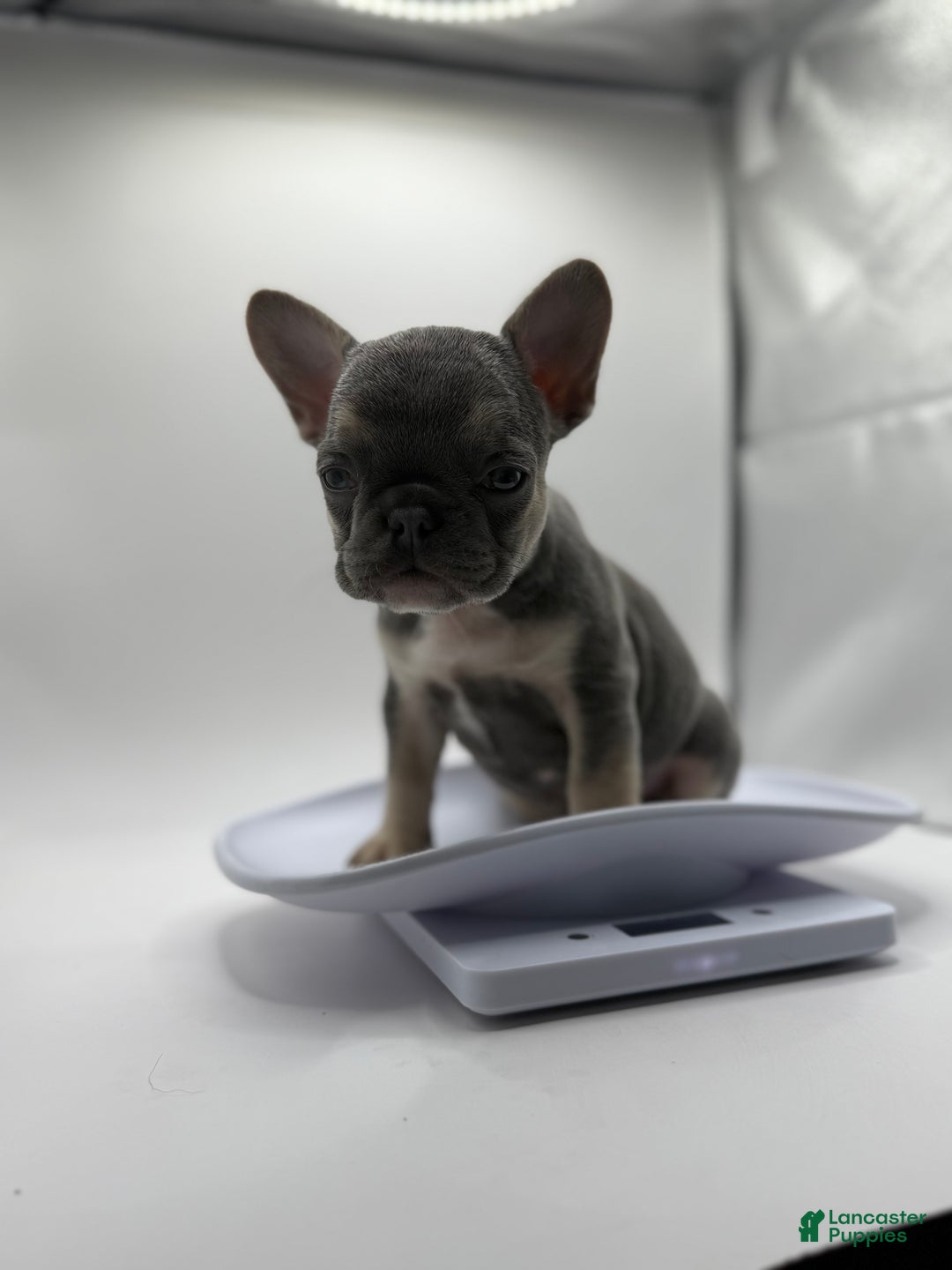 French Bulldog dogs for sale: Princess - Ad 2