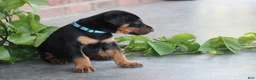 Doberman Pinscher dogs for sale: Jace - Ad 5