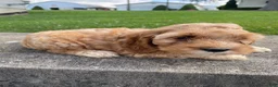 Mixed Breed dogs for sale: Gus - Ad 9