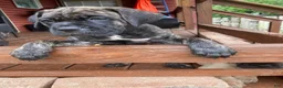 Cane Corso dogs for sale: Cane Corso 6 - Ad 13