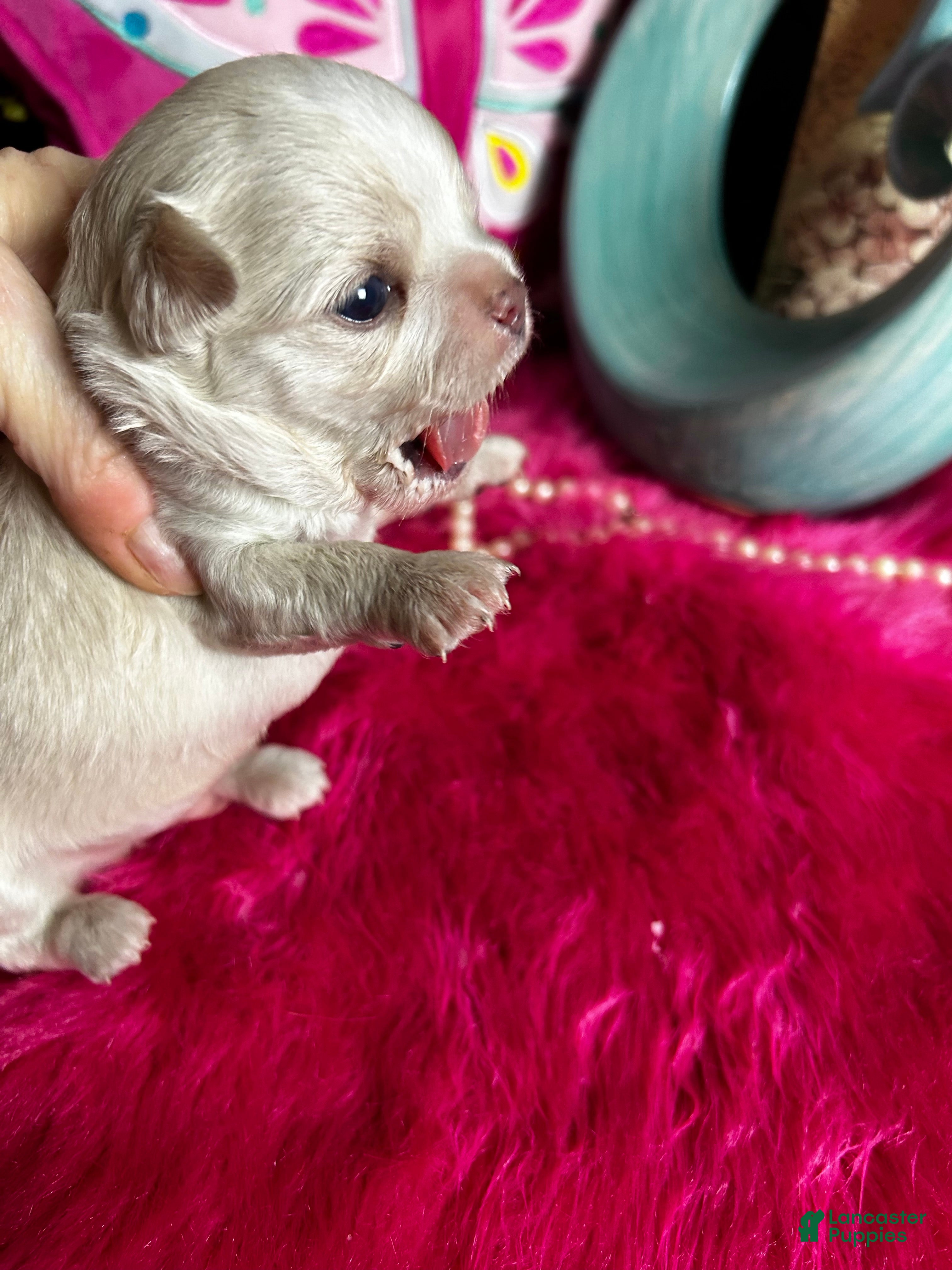 Chihuahua dogs Debs California Chihuahuas   - Ad 1