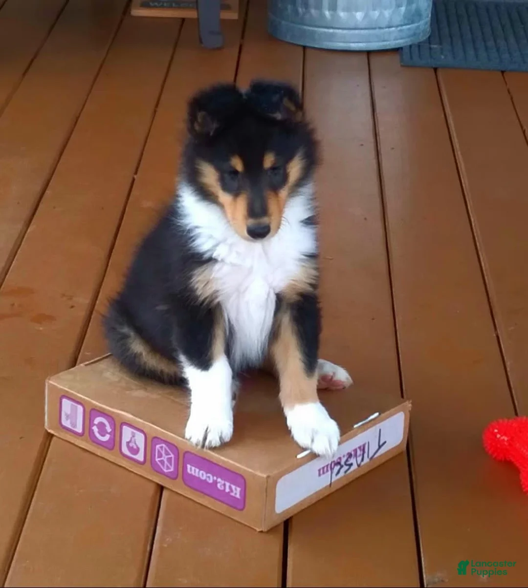 Gallery Image {{count}}