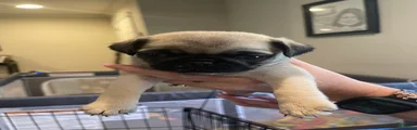 Pug 3