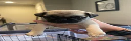 Pug dogs for sale: Pug 3 - Ad 1