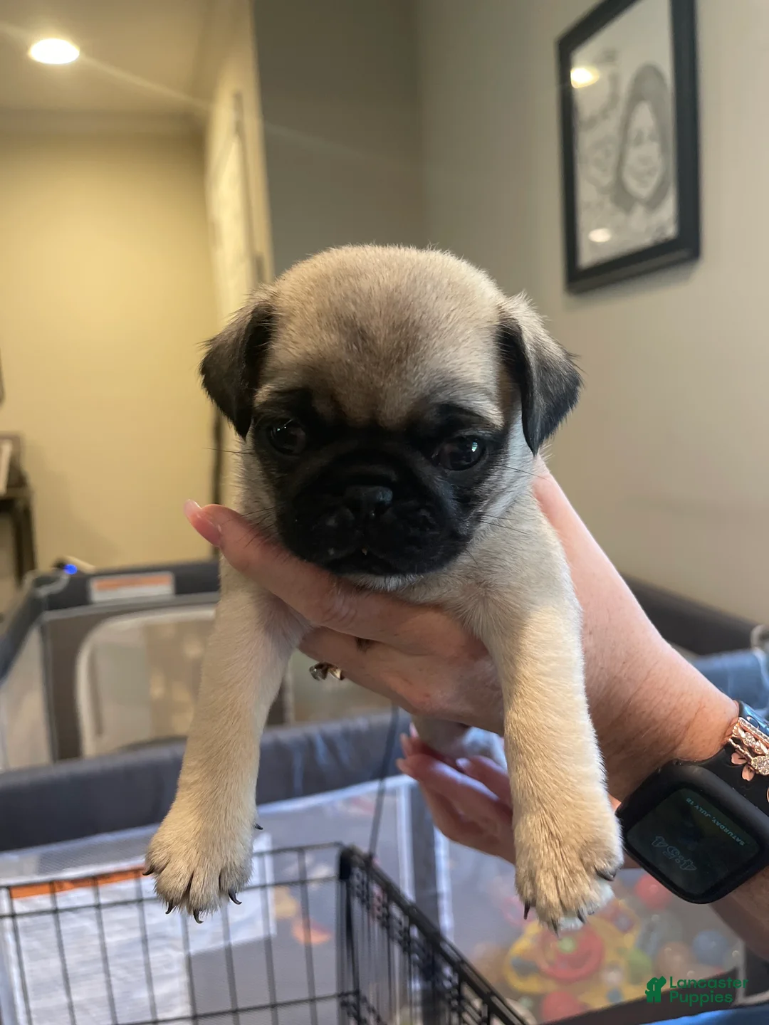 Pug dogs for sale: Pug 3 - Ad 1