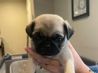 Pug dogs Pug 3 - Ad 14