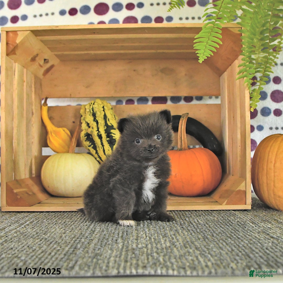 Pomeranian dogs for sale: Lincoln  - Ad 6