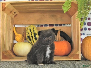 Pomeranian dogs - Ad 26