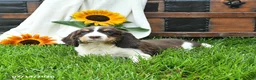 English Springer Spaniel dogs for sale: Zippy - Ad 3