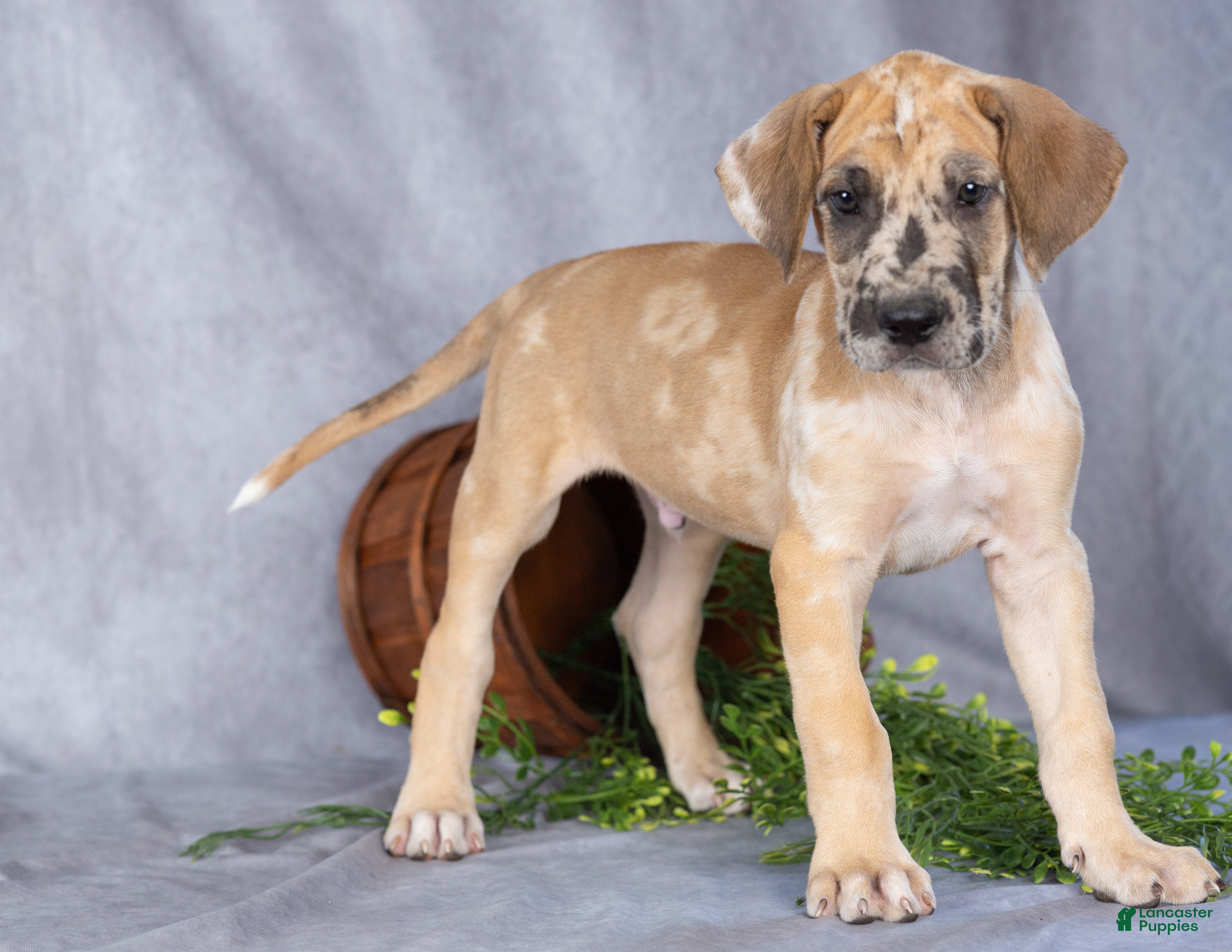 Great Dane dogs for sale: Marmaduke - Ad 1