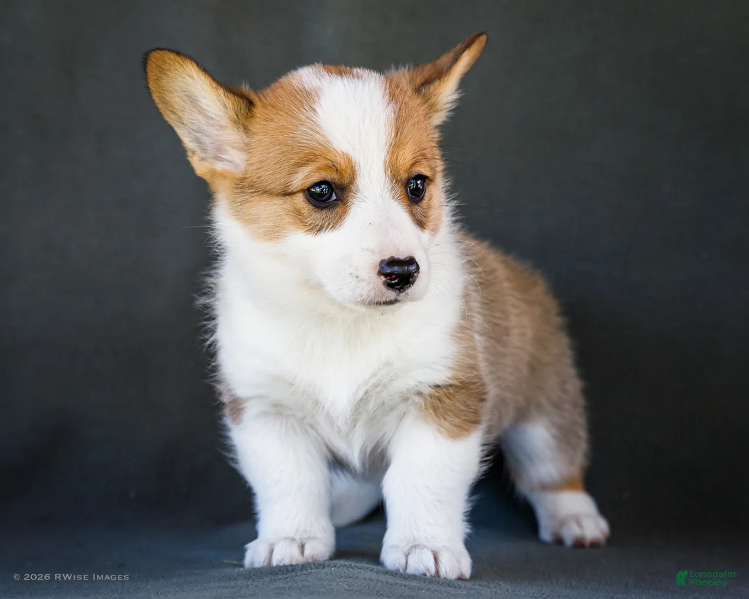 Welsh Corgi Pembroke dogs for sale: Bessie - Ad 1