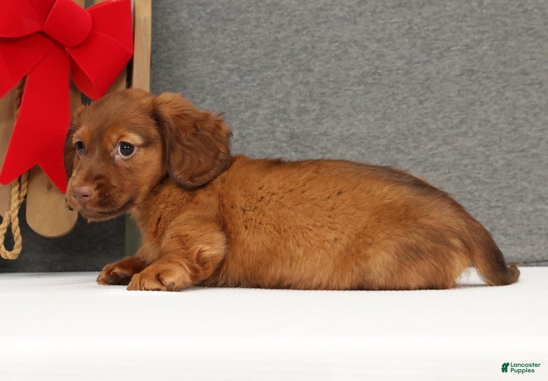 Miniature Dachshund dogs for sale: Gabe - Ad 5