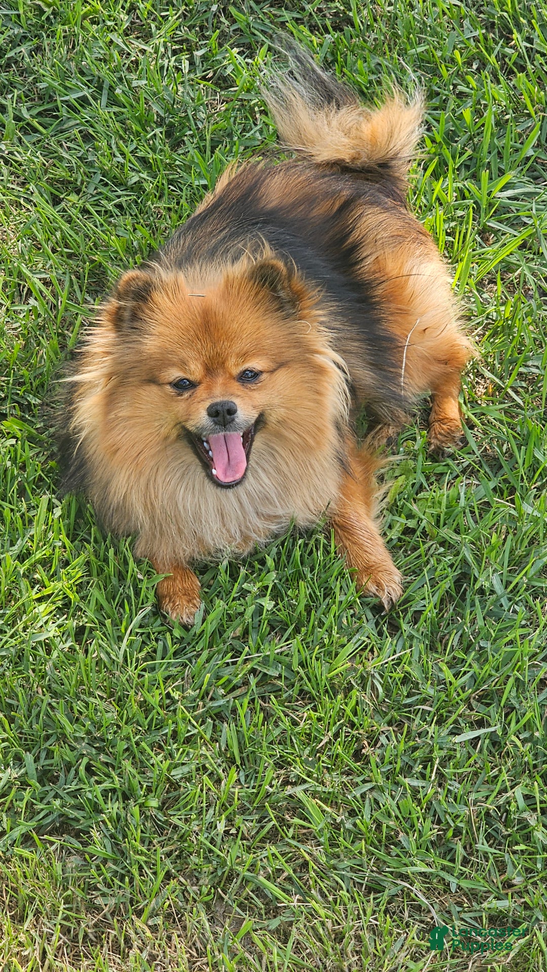 Pomeranian dogs for sale: Pomeranian Puppy 2 - Ad 4