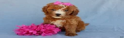 Mini Goldendoodle dogs for sale: Jane - Ad 1