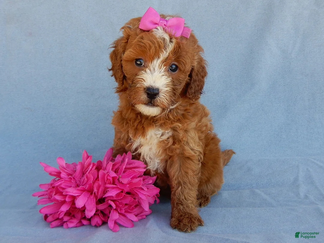Mini Goldendoodle dogs for sale: Jane - Ad 1