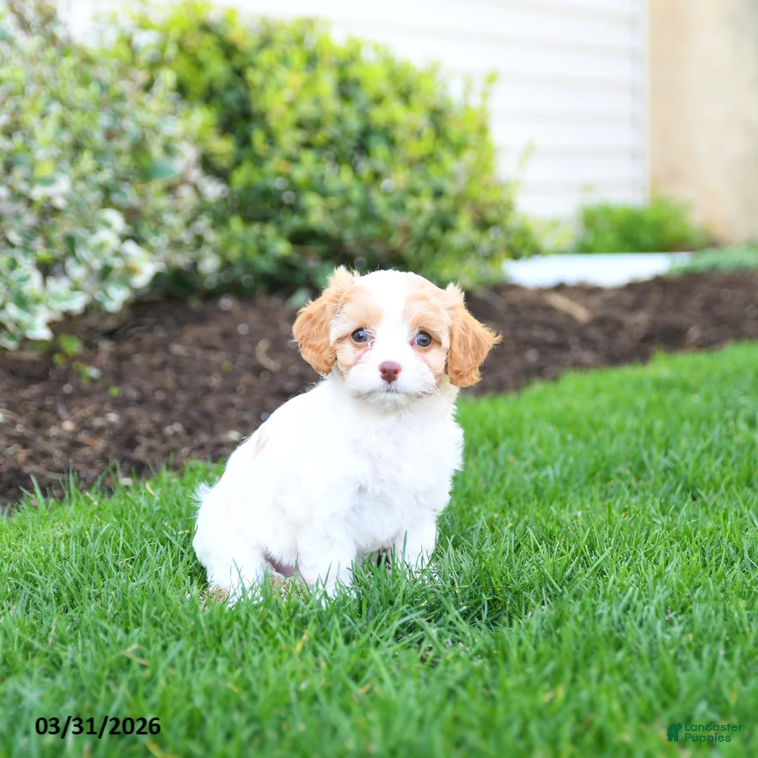 Cavapoo dogs for sale: Blossom - Ad 1