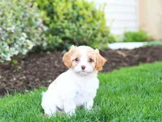 Cavapoo dogs for sale: Blossom - Ad 3