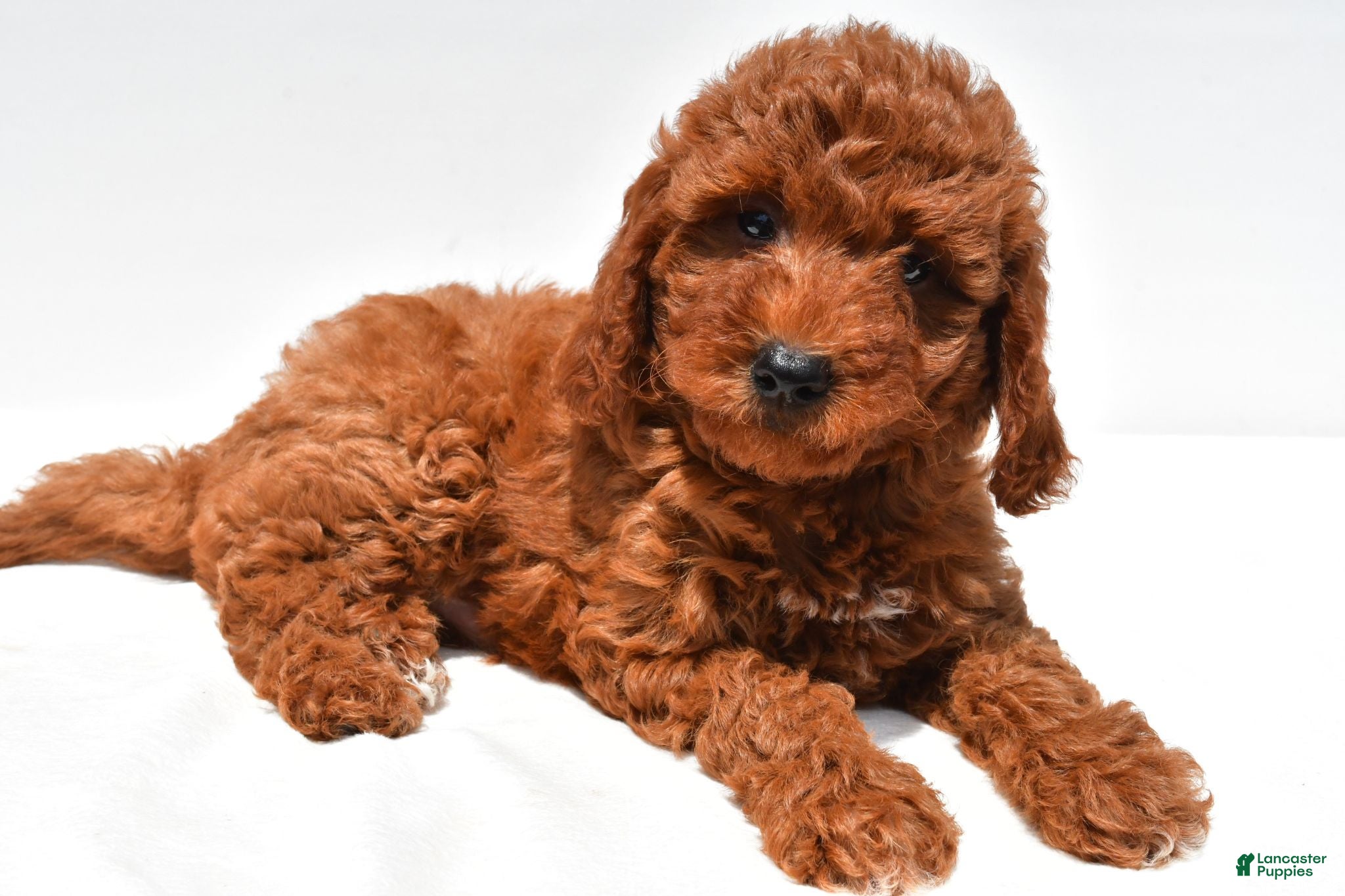 Mini Goldendoodle dogs for sale: Sammy - Ad 2