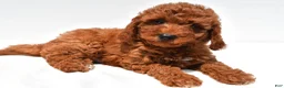 Mini Goldendoodle dogs for sale: Sammy - Ad 1